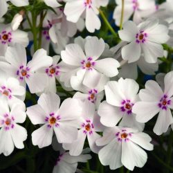 Floks szydlasty AMAZING GRACE - sadzonki