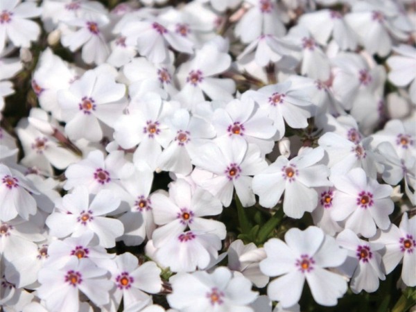 Floks szydlasty AMAZING GRACE - sadzonki