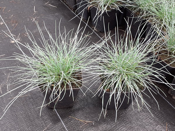 Kostrzewa sina EISVOGEL - sadzonki w doniczkach P9