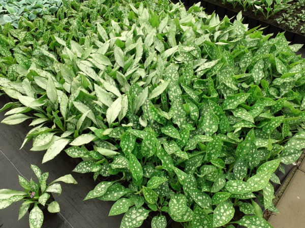 miodunka-sadzonki Miodunka plamista - sadzonki P11