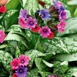 Miodunka plamista SILVER BOUQUET - sadzonki