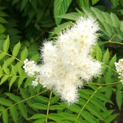 Tawlina jarzębolistna - sadzonki