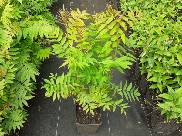 Tawlina jarzębolistna - sadzonki w doniczkach C2