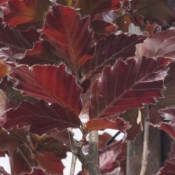 Buk pospolity ROHAN OBELISK - sadzonki