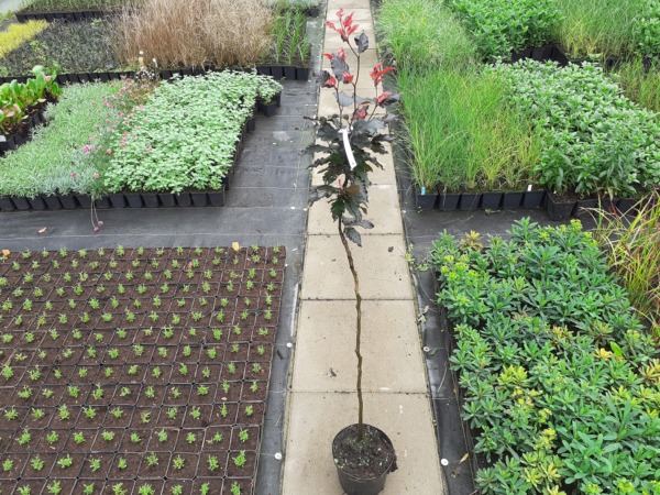 Buk pospolity ROHAN OBELISK - sadzonki w doniczkach C3