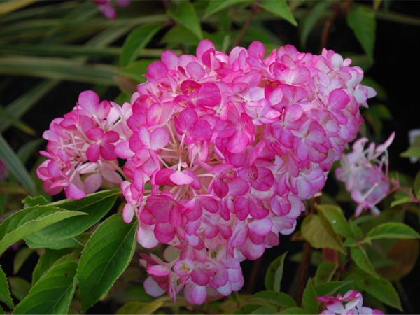 Hortensja bukietowa SUNDAE FRAISE 'Rensun' - sadzonki