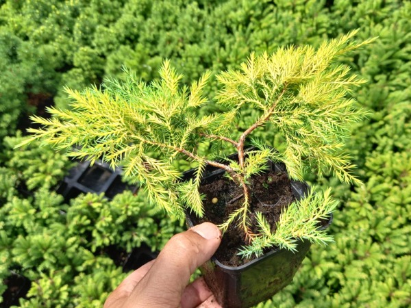 jalowiec-posredni-gold-star-sadzonki-p9 Jałowiec pośredni GOLD STAR - sadzonki w doniczkach P9