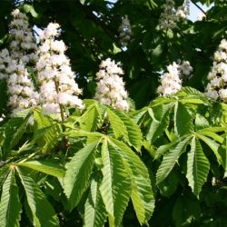 Kasztanowiec zwyczajny - sadzonki