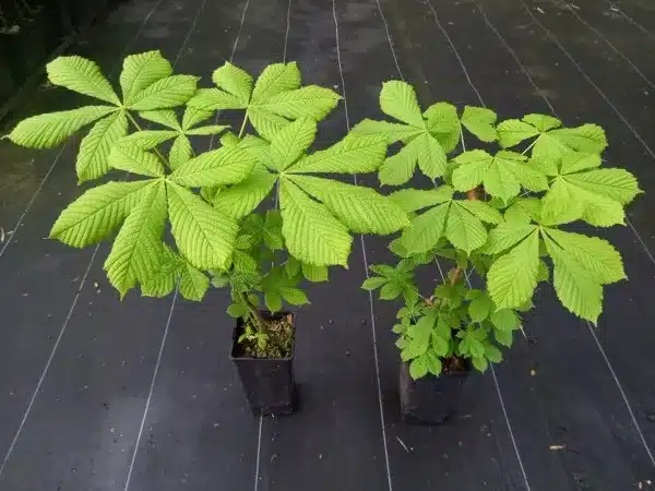 Kasztanowiec zwyczajny - sadzonki w doniczkach C2