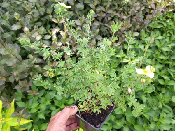 Pięciornik krzewiasty GOLDSTAR - sadzonki w doniczkach P9