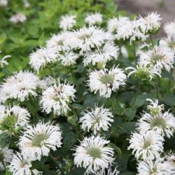 Pysznogłówka ogrodowa BEE-BRIGHT - sadzonki