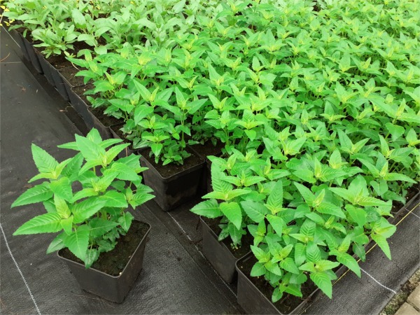 Pysznogłówka ogrodowa BEE-BRIGHT - sadzonki w doniczkach P11