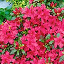 Azalia japońska EXCELSIOR - sadzonki