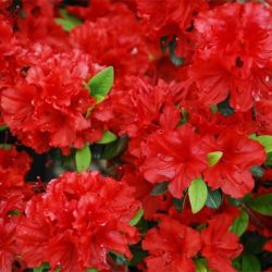 Azalia japońska GIRARD'S HOT SHOT - sadzonki