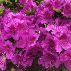 Azalia japońska KÖNIGSTEIN - sadzonki