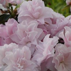 Azalia japońska Mrs. NANCY DIPPEL - sadzonki