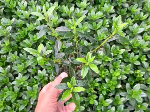 Azalia japońska NANCY DIPPEL - sadzonki w doniczkach P9