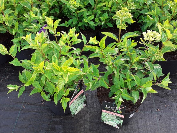 Hortensja bukietowa LITTLE LIME 'Jane' - sadzonki w doniczkach C3