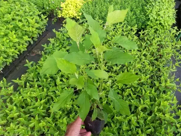 Hortensja krzewiasta ANNABELLE - sadzonki w doniczkach P9