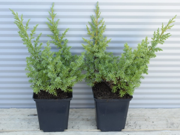 Jałowiec rozesłany KISHIOGIMA - sadzonki w doniczkach P9