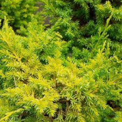 Jałowiec rozesłany KISHIOGIMA - sadzonki