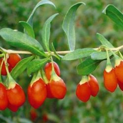 Kolcowój pospolity, k. szkarłatny (jagody goji) - sadzonki