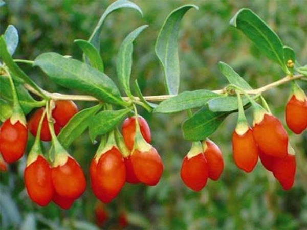 kolcowoj-pospolity-sadzonki-2 Kolcowój pospolity, k. szkarłatny (jagody goji) - sadzonki