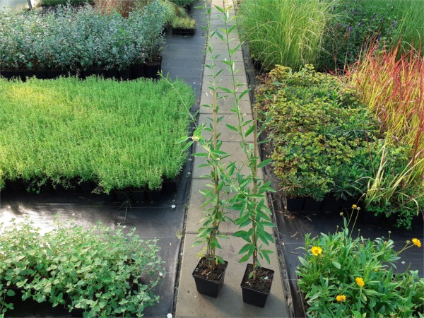 kolcowoj-pospolity-sadzonki-p13 Kolcowój pospolity, k. szkarłatny (jagody goji) - sadzonki w doniczkach P13