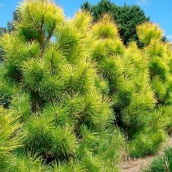 Sosna thunberga OGON - sadzonki