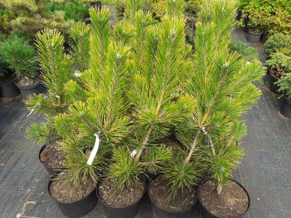 Sosna thunberga OGON - sadzonki w doniczkach C7,5