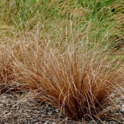 Turzyca Buchanana RED ROOSTER - sadzonki