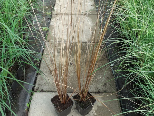 Turzyca Buchanana RED ROOSTER - sadzonki w doniczkach P9