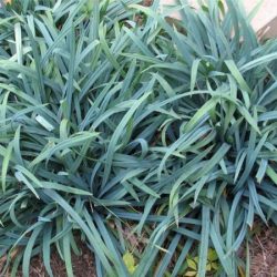 Turzyca BUNNY BLUE - sadzonki