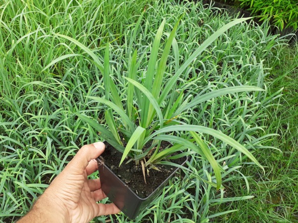 Turzyca BUNNY BLUE - sadzonki w doniczkach P11