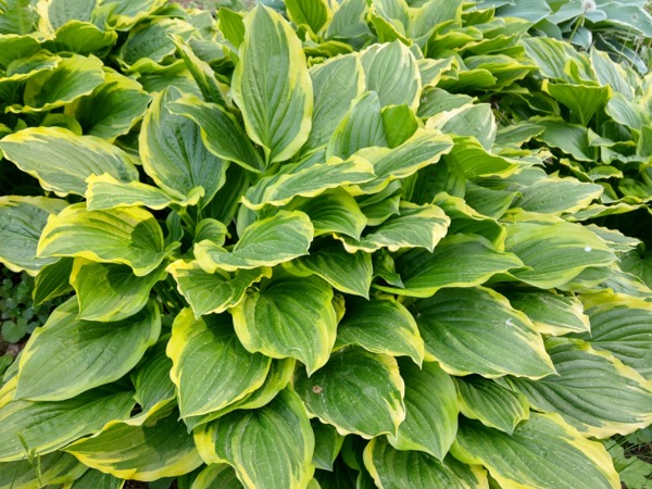 hosta-funkia-so-sweet-sadzonki-1-cc Funkia SO SWEET - obrazek 1