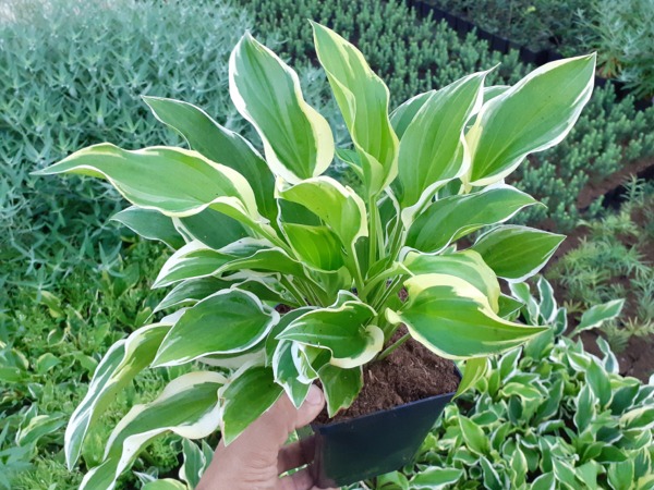 hosta-funkia-so-sweet-sadzonki-P11 Funkia (hosta) SO SWEET - sadzonki w doniczkach P11