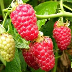 Malina właściwa TULAMEEN - sadzonki