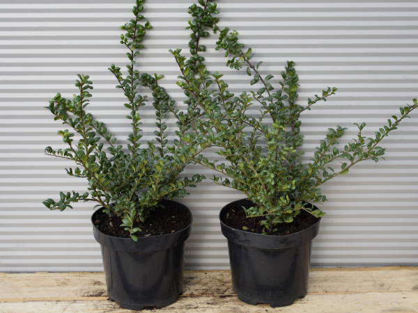 Ostrokrzew karbowanolistny CONVEXA - sadzonki w doniczkach C2,5