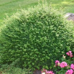 Ostrokrzew karbowanolistny CONVEXA - sadzonki