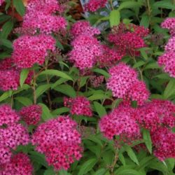 Tawuła japońska DART'S RED - sadzonki