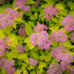 Tawuła japońska GOLDMOUND - sadzonki