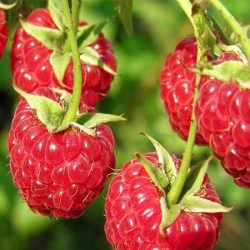 Malina właściwa WILLAMETTE - sadzonki w doniczkach