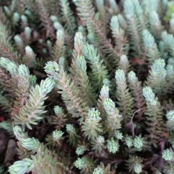 Rozchodnik ościsty ELEGANS - sadzonki w doniczkach