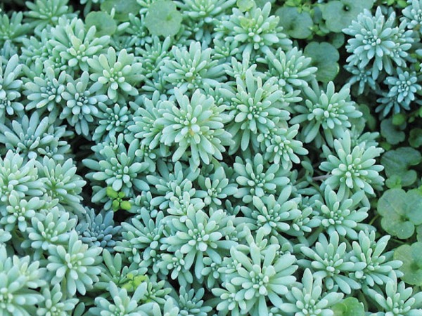 Rozchodnik ościsty ELEGANS - sadzonki