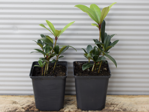 Skimia japońska RUBELLA - sadzonki w doniczkach P11