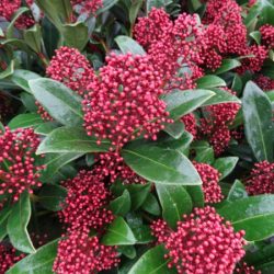 Skimia japońska (skimmia) RUBELLA - sadzonki