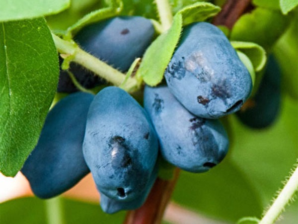 jagoda-kamczacka-borealis-sadzonki-2 Jagoda kamczacka BOREALIS - sadzonki