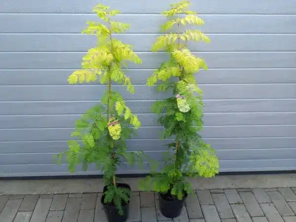 Metasekwoja chińska GOLD RUSH - sadzonki w doniczkach C4