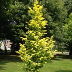 Metasekwoja chińska GOLDRUSH 'Ogon' - sadzonki