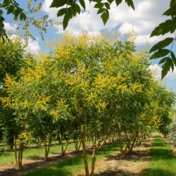 Mydleniec wiechowaty - sadzonki